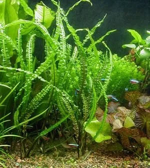 BUY 2 GET 1 FREE Cryptocoryne Balansae