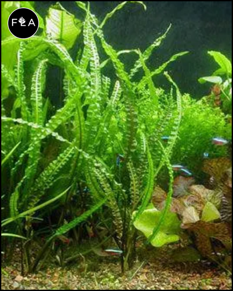 BUY 2 GET 1 FREE Cryptocoryne Balansae – Florida Aquascaping