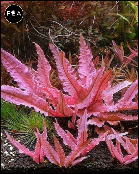 BUY 2 GET 1 FREE Cryptocoryne Pink flamingo!