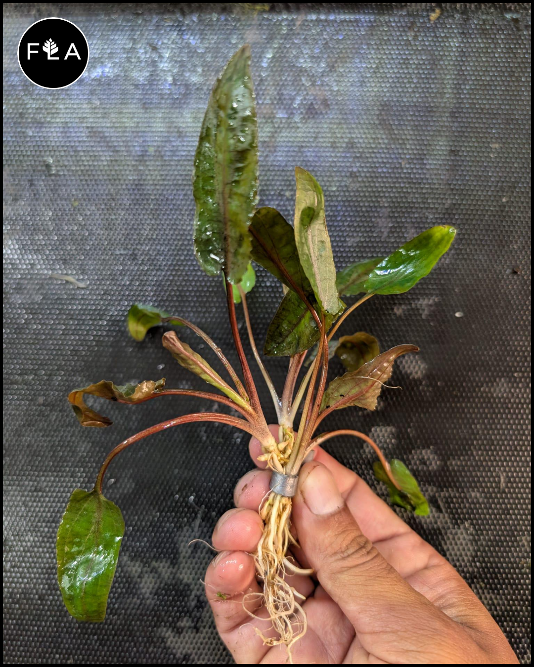 BUY 2 GET 1 FREE Cryptocoryne Wendtii 'Bronze' – Florida Aquascaping