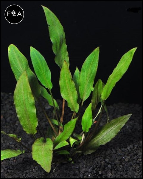 BUY 2 GET 1 FREE Cryptocoryne Wendtii 'Green'