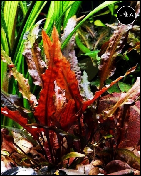 BUY 2 GET 1 FREE Cryptocoryne Wendtii 'Red'