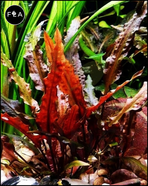 BUY 2 GET 1 FREE Cryptocoryne Wendtii 'Red' – Florida Aquascaping