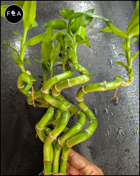 large lucky bamboo plant 3 Large Curly Bamboo plants