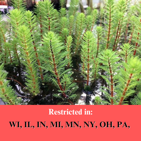 BUY 2 GET 1 FREE Dwarf Red Stem Parrot Feather! (Myriophyllum aquaticum)