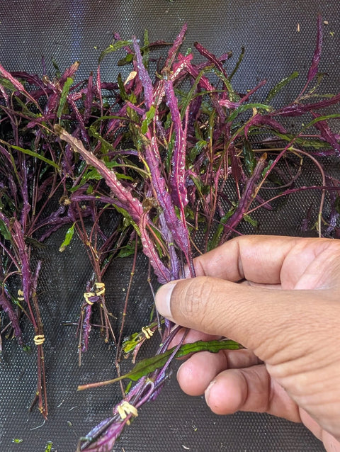 BUY 2 GET 1 FREE Dragon's Tongue (Flame) -Easy Live Aquarium Pond Aquatic Plant