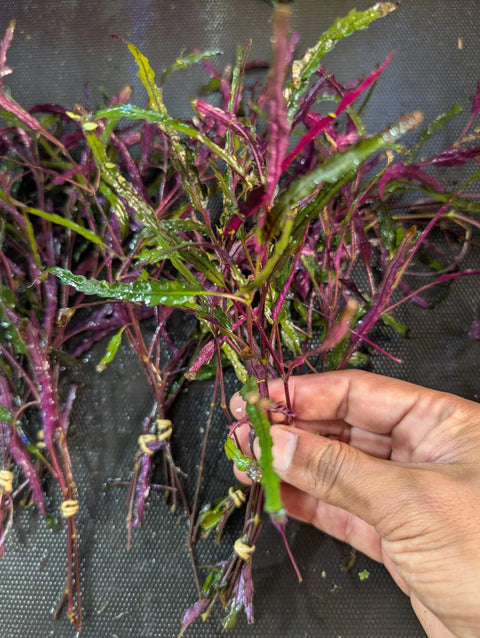 BUY 2 GET 1 FREE Dragon's Tongue (Flame) -Easy Live Aquarium Pond Aquatic Plant