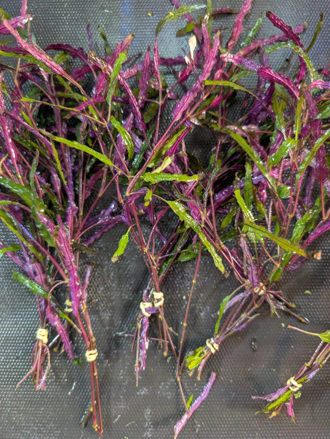 BUY 2 GET 1 FREE Dragon's Tongue (Flame) -Easy Live Aquarium Pond Aquatic Plant