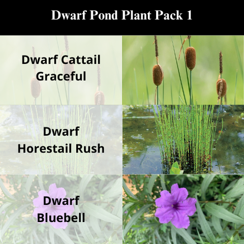 BUY 2 GET 1 FREE Dwarf Cattail Graceful, Dwarf Horestail Rush, Dwarf Bluebell (Dwarf Pond Pack 1) Easy Live Aquarium Pond Aquatic Plant