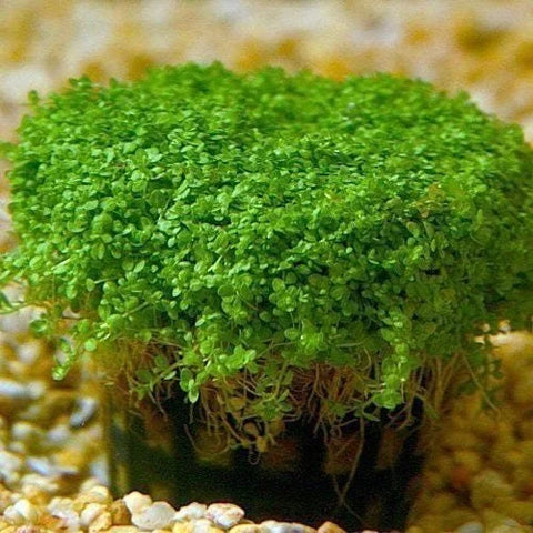 BUY 2 GET 1 FREE Dwarf Baby Tears (Hemianthus Callitrichoides)-Easy Live Aquarium Pond Aquatic Plant
