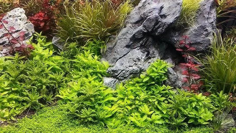 BUY 2 GET 1 FREE Dwarf Baby Tears (Hemianthus Callitrichoides)-Easy Live Aquarium Pond Aquatic Plant