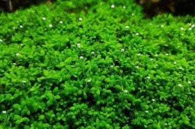 BUY 2 GET 1 FREE Dwarf Baby Tears (Hemianthus Callitrichoides)-Easy Live Aquarium Pond Aquatic Plant