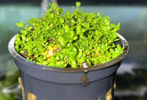 BUY 2 GET 1 FREE Dwarf Baby Tears (Hemianthus Callitrichoides)-Easy Live Aquarium Pond Aquatic Plant