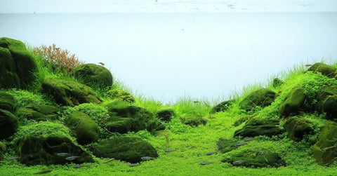 BUY 2 GET 1 FREE Dwarf Baby Tears (Hemianthus Callitrichoides)-Easy Live Aquarium Pond Aquatic Plant