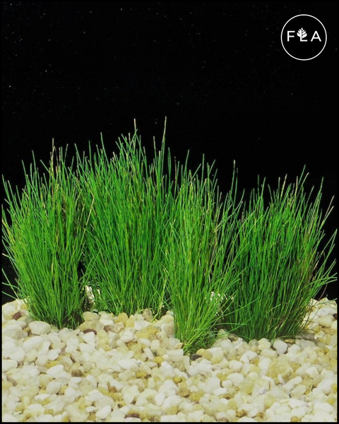 BUY 2 GET 1 FREE Dwarf Hairgrass (Eleocharis Parvula)