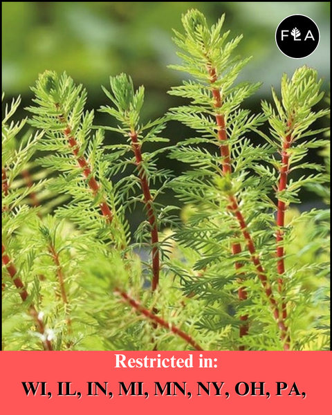 BUY 2 GET 1 FREE Dwarf Red Stem Parrot Feather! (Myriophyllum aquaticum)