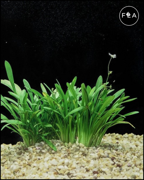 BUY 2 GET 1 FREE Dwarf Sagittaria (Sagittaria Subulata, Narrow-leaved arrowhead)