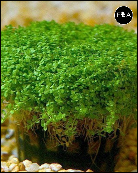 BUY 2 GET 1 FREE Dwarf Baby Tears (Hemianthus callitrichoides)