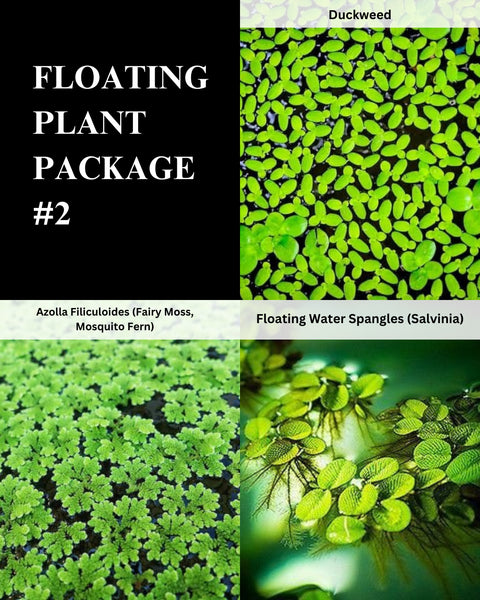 Duckweed, Azolla, Spangles - 3 Plants Pack - Easy Live Aquarium Pond Aquatic Plant