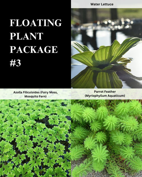 Lettuce, Azolla, Parrot Feather - 3 Plants Pack-Easy Live Aquarium Pond Aquatic Plant