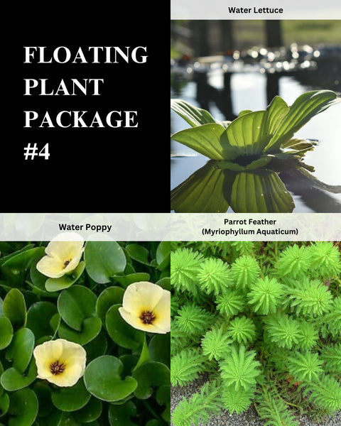 Lettuce, Poppy, Parrot Feather - 3 Plants Pack - Easy Live Aquarium Pond Aquatic Plant