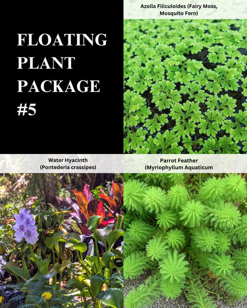 Azolla, Hyacinth, Parrot Feather - 3 Plants Pack -Easy Live Aquarium Pond Aquatic Plant