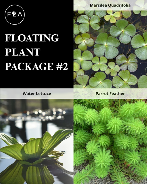 BUY 2 GET 1 FREE 3 Floating Plants-Pack of 3 Species