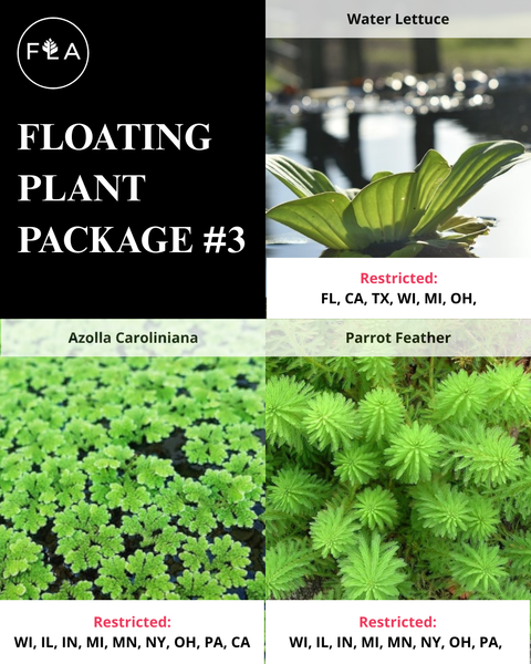 floating plant seeds BUY 2 GET 1 FREE Lettuce, Azolla, Parrot Feather- 3 Plants Pack