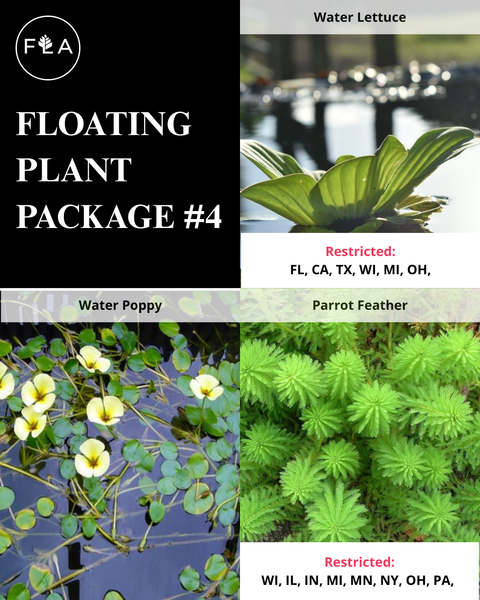BUY 2 GET 1 FREE Water Lettuce, Water Poppy, Parrot Feather - 3 Plants Pack