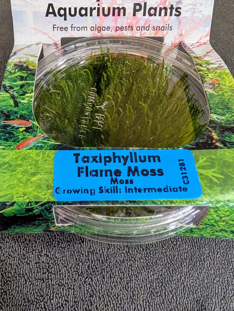 BUY 2 GET 1 FREE Flame Moss (Taxiphyllum sp. 'Flame') -  Live Aquarium Aquatic Plant