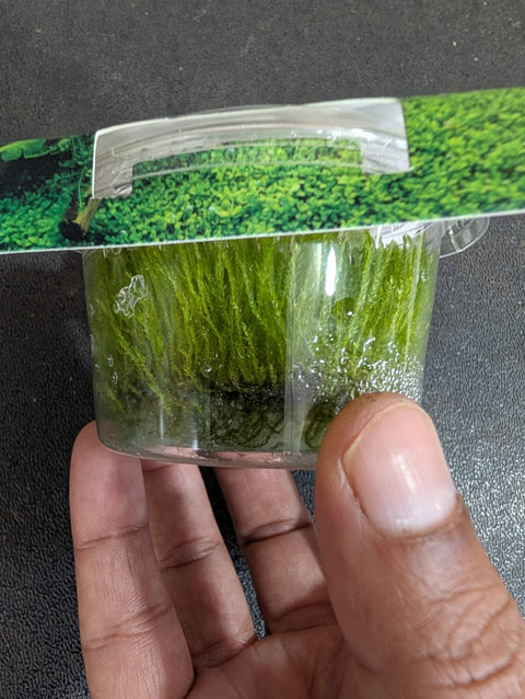 BUY 2 GET 1 FREE Flame Moss (Taxiphyllum sp. 'Flame') -  Live Aquarium Aquatic Plant