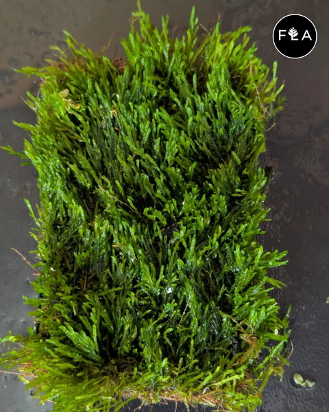 BUY 2 GET 1 FREE Plants on Mats! Flame Moss (Taxiphyllum sp. ‘Flame’) on Weighted Mat