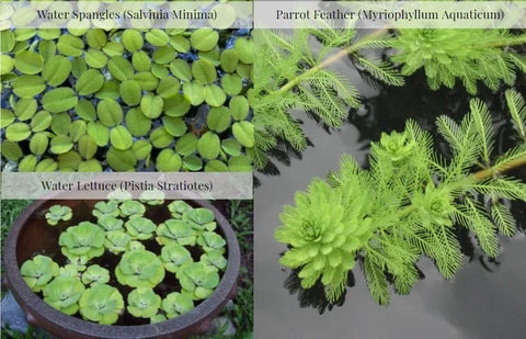 BUY 2 GET 1 FREE 3 Floating Plants-Pack of 3 Species