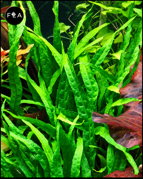 BUY 2 GET 1 FREE Java Fern 'Narrow leaf' (Microsorum pteropus "narrow")