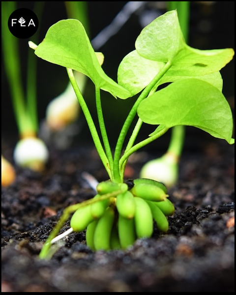 BUY 2 GET 1 FREE Banana Lily Plant (Nymphoides aquatica)