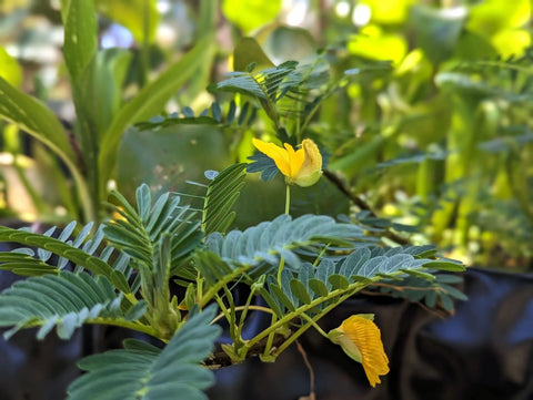 Giant Sensitive Plant! (Neptunia Aquatica)-Live Aquatic Marginal Starter Plant for Water Gardens, Ponds and Aquascapes