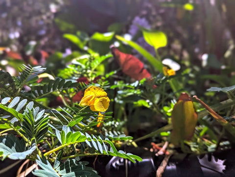 Giant Sensitive Plant! (Neptunia Aquatica)-Live Aquatic Marginal Starter Plant for Water Gardens, Ponds and Aquascapes
