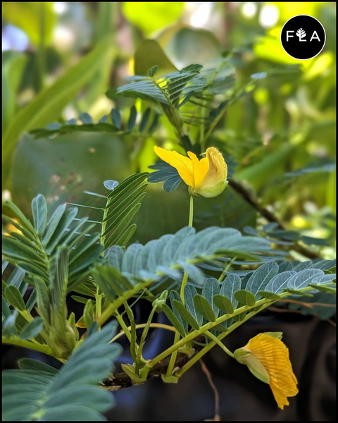 Giant Sensitive Plant! (Neptunia qquatica)-Live Aquatic Marginal Starter Plant for Water Gardens, Ponds and Aquascapes