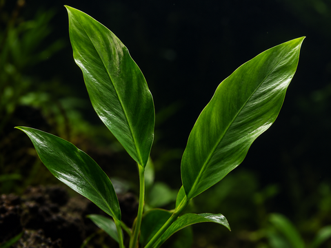 BUY 2 GET 1 FREE Anubias Congensis (Afzelii)