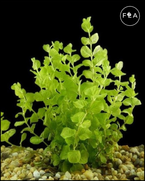 BUY 2 GET 1 FREE Golden Lloydiella-Golden Creeping Jenny (Lysimachia nummularia 'Aurea')