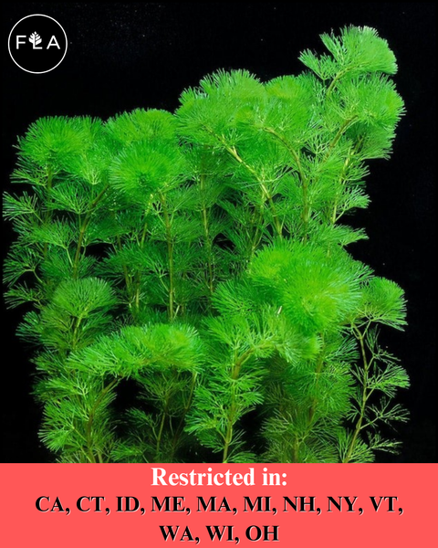 BUY 2 GET 1 FREE Green Cabomba (Cabomba caroliniana) – Florida Aquascaping