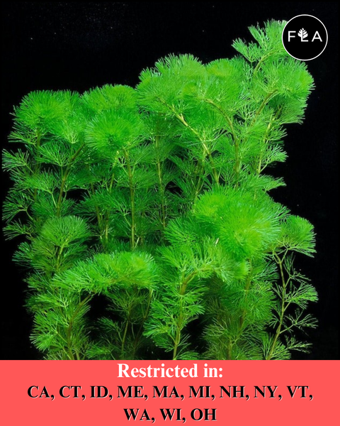 BUY 2 GET 1 FREE Green Cabomba (Cabomba caroliniana)