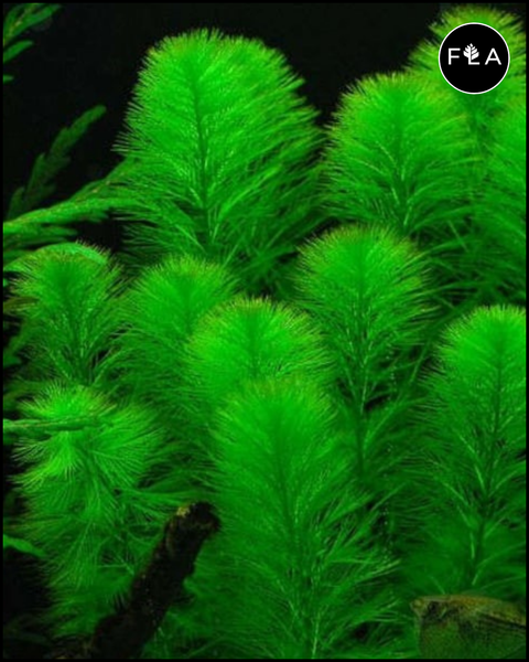 BUY 2 GET 1 FREE Green Foxtail (Myriophyllum pinnatum)