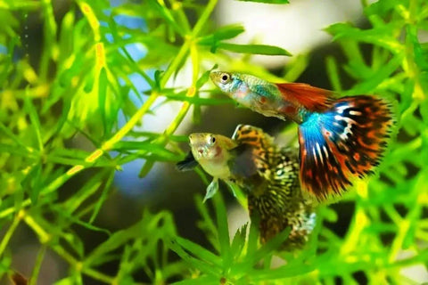 BUY 2 GET 1 FREE Guppy Grass (Najas Guadalupensis)-Easy Live Aquarium Pond Aquatic Plant