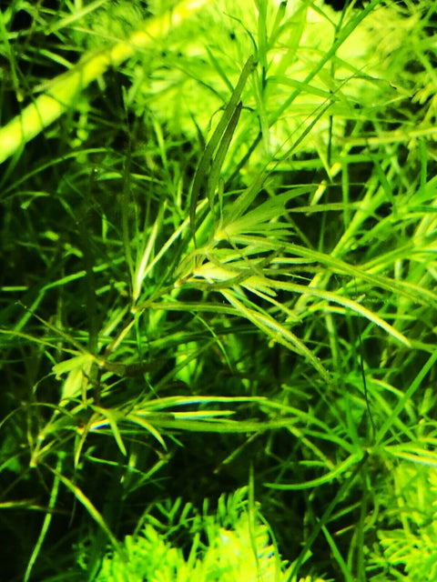 BUY 2 GET 1 FREE Guppy Grass (Najas Guadalupensis)-Easy Live Aquarium Pond Aquatic Plant
