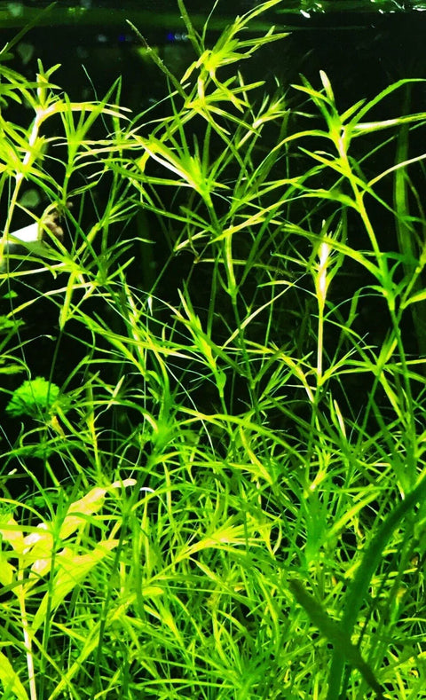 BUY 2 GET 1 FREE Guppy Grass (Najas Guadalupensis)-Easy Live Aquarium Pond Aquatic Plant