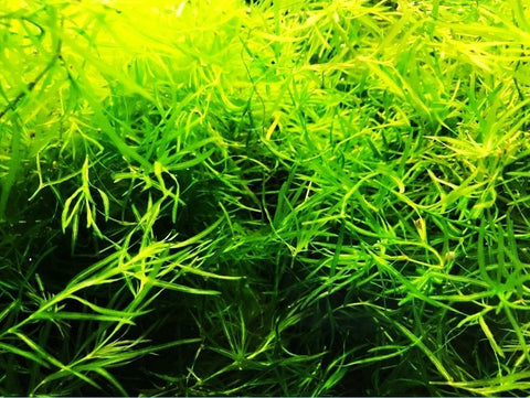 BUY 2 GET 1 FREE Guppy Grass (Najas Guadalupensis)-Easy Live Aquarium Pond Aquatic Plant
