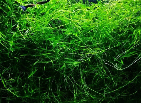BUY 2 GET 1 FREE Guppy Grass (Najas Guadalupensis)-Easy Live Aquarium Pond Aquatic Plant