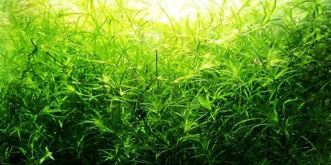 BUY 2 GET 1 FREE Guppy Grass (Najas Guadalupensis)-Easy Live Aquarium Pond Aquatic Plant