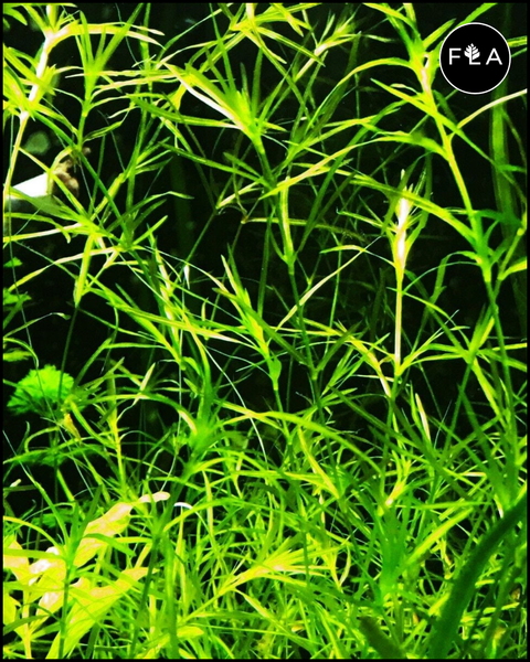 BUY 2 GET 1 FREE Guppy Grass (Najas guadalupensis)